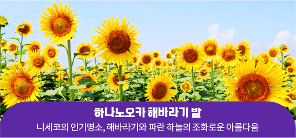 하나노오카 해바라기 밭